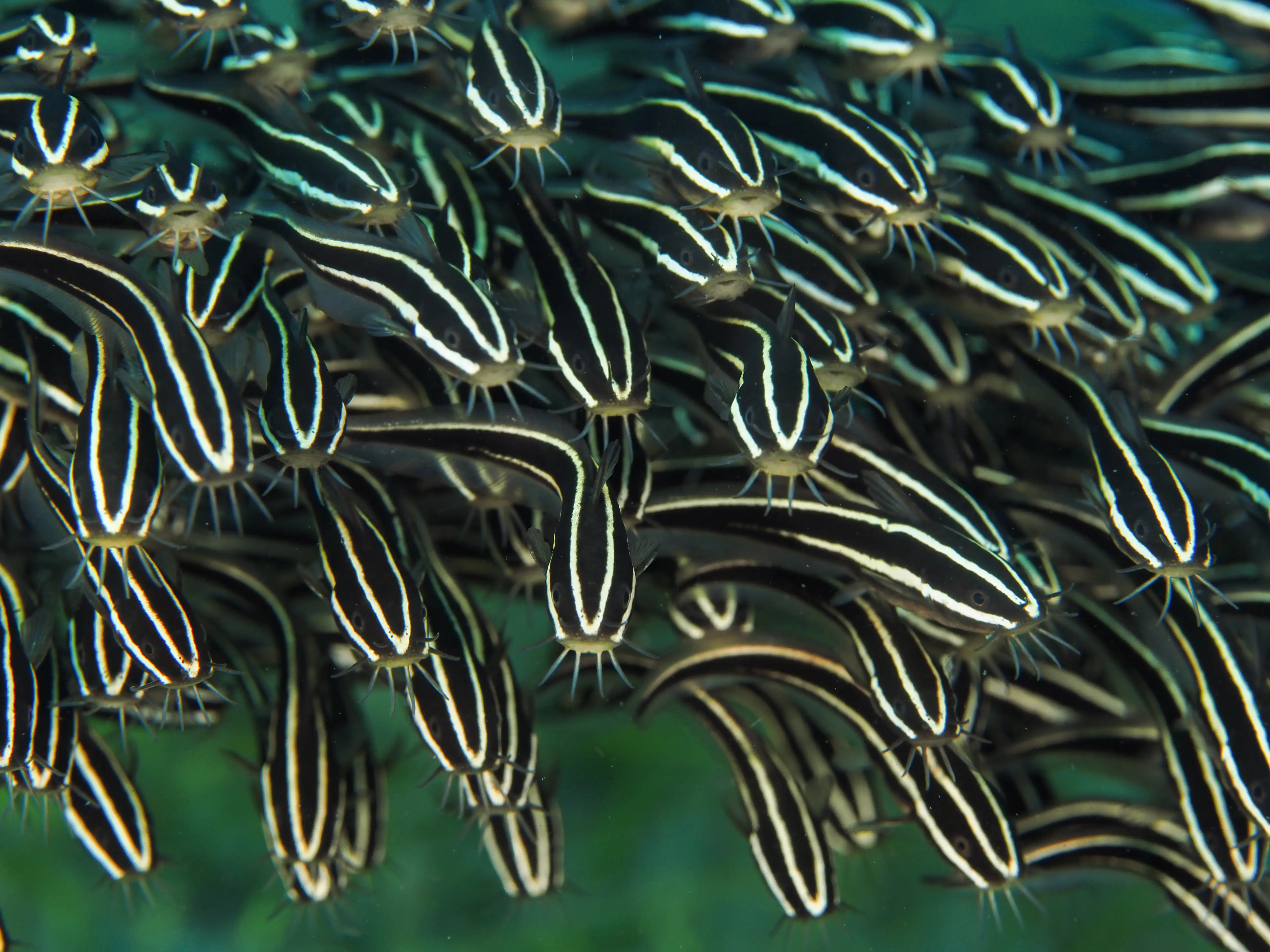 Striped catfish - District 1 - 8m